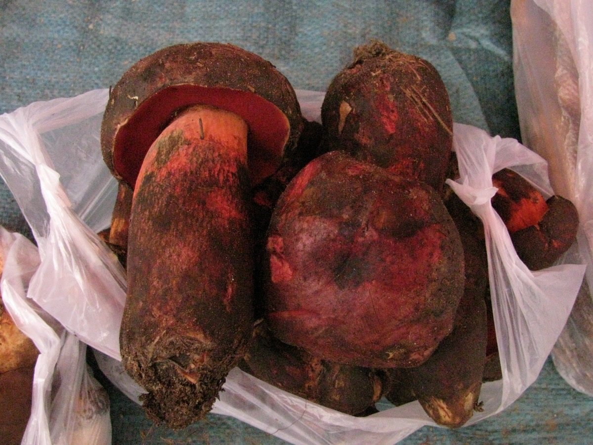 A bag of red-pored, blue-staining wild Chinese boletes.
