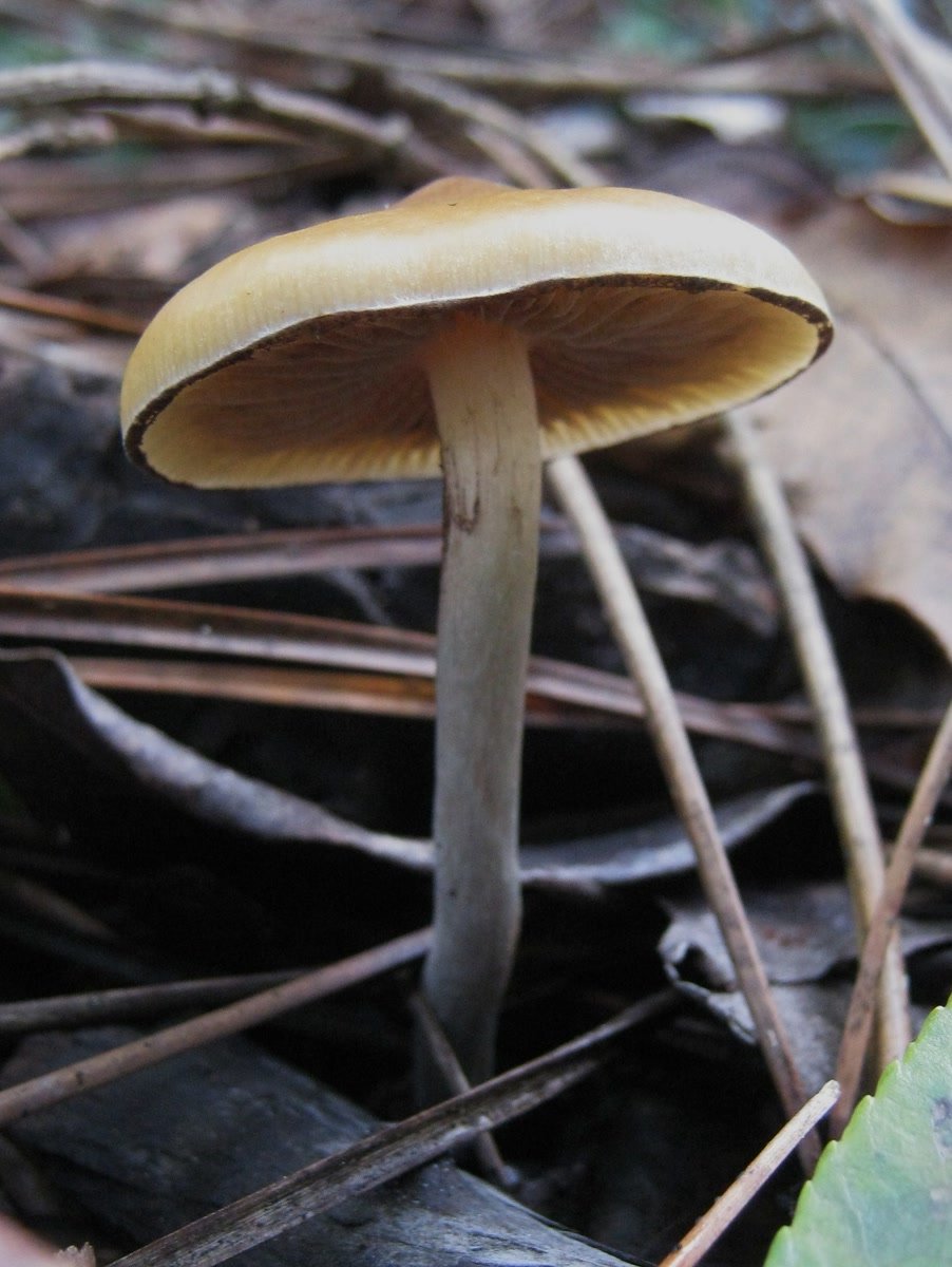Psilocybe azurescens with caramel, umbonate caps and blue-bruised stems, on woody coastal debris.